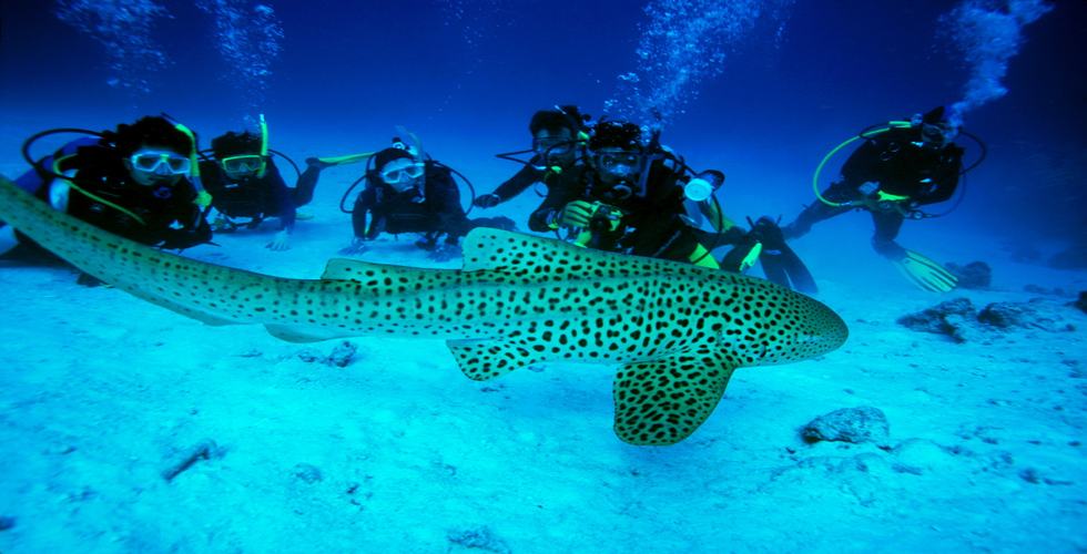 https://d3r8gwkgo0io6y.cloudfront.net/upload/Snorkelling family.jpg
